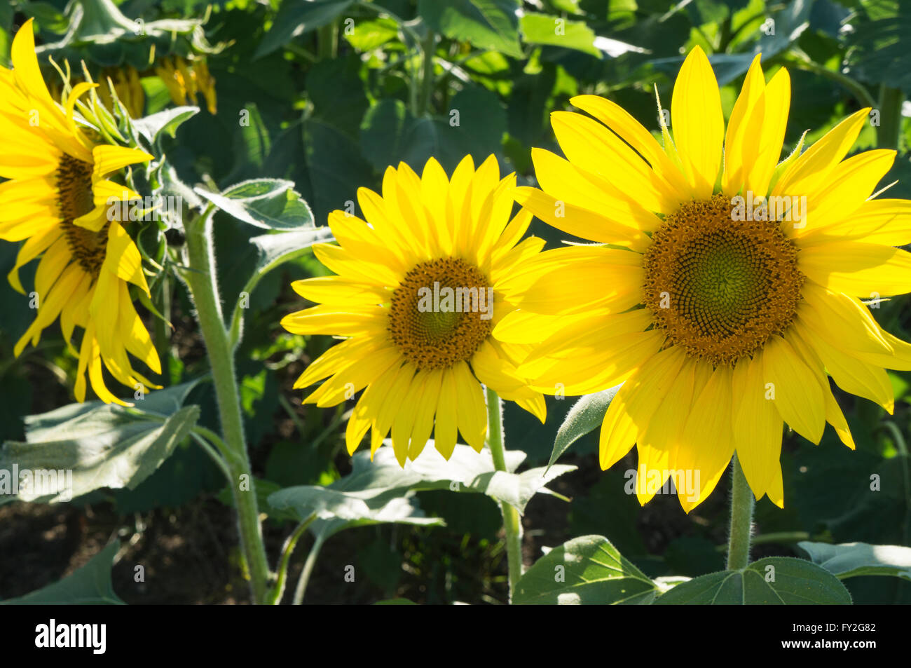 New growth of sunflowers Stock Photo Alamy