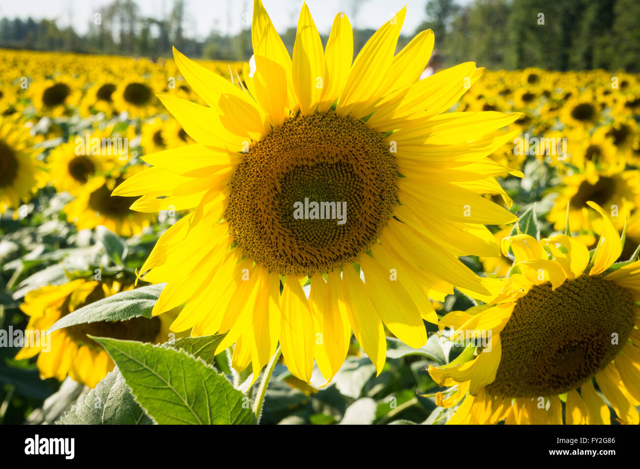 Medium close up of sunflower with field surrounding. Stock Photo