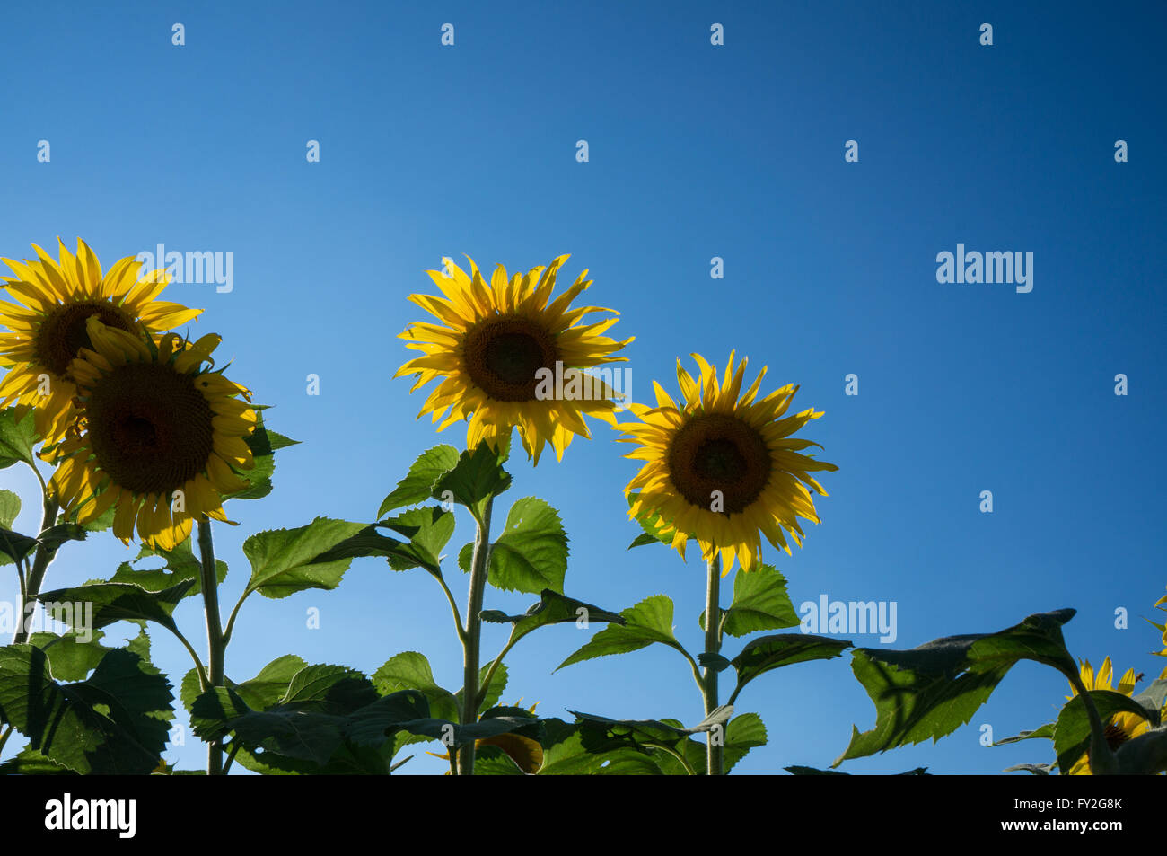 Small group of sunflowers with blue sky behind Stock Photo - Alamy