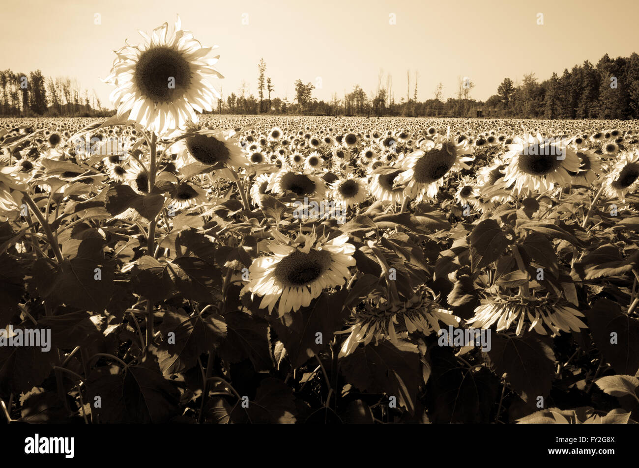 Antique toned black and white image of field of sunflowers Stock Photo ...