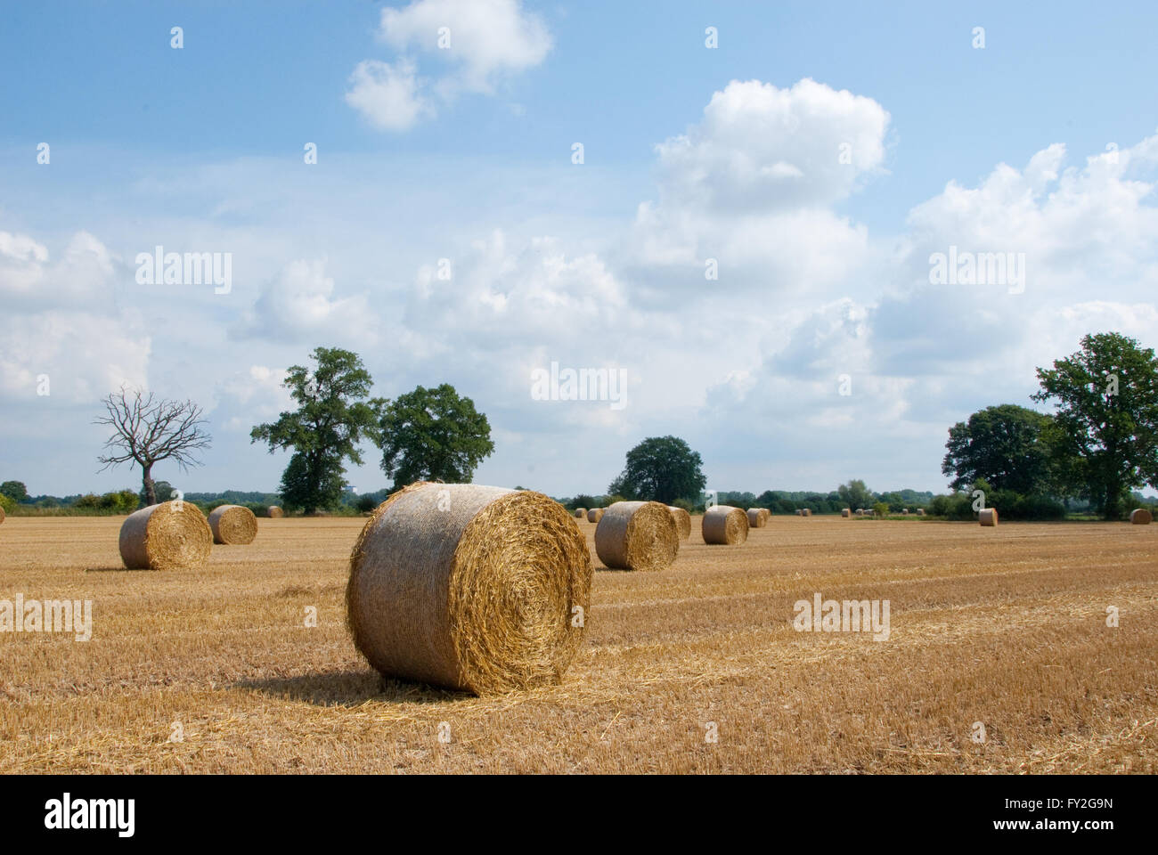 Stubble field with bales of straw Stock Photo - Alamy