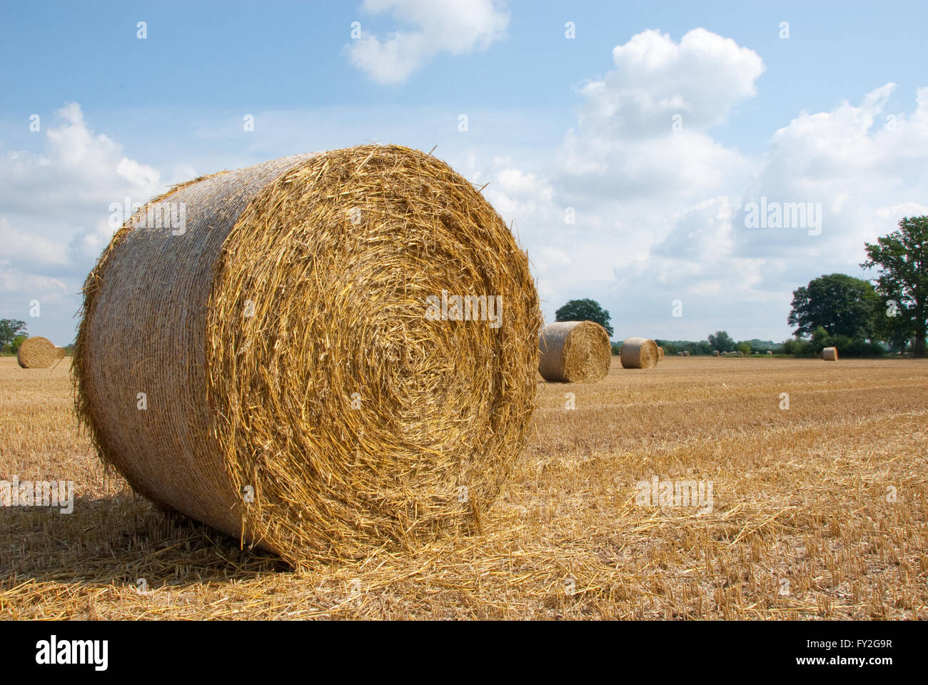 Stubble field with bales of straw Stock Photo - Alamy