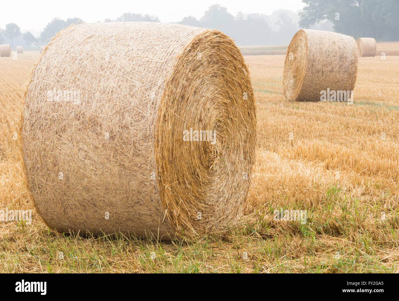 Stubble Field In Morning Mist High Resolution Stock Photography and ...