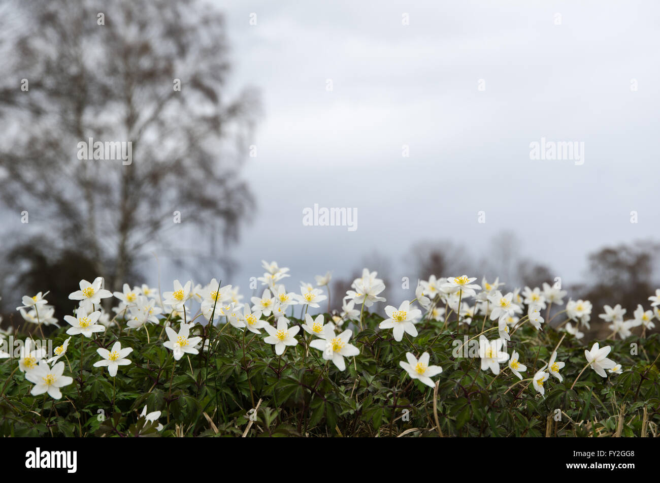 Springtime view at a group of blossom windflowers with a blurred background Stock Photo