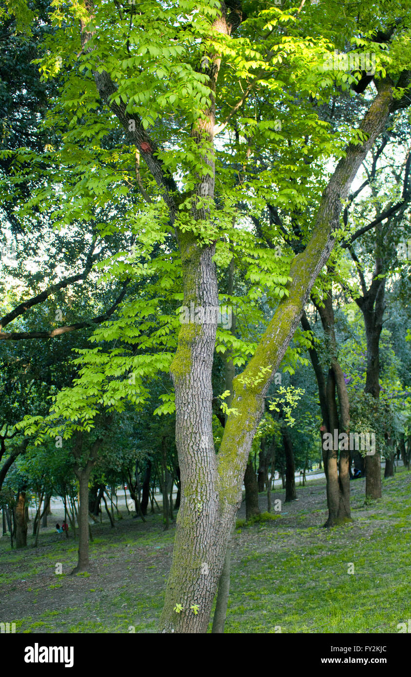 Black walnut forest hi-res stock photography and images - Alamy