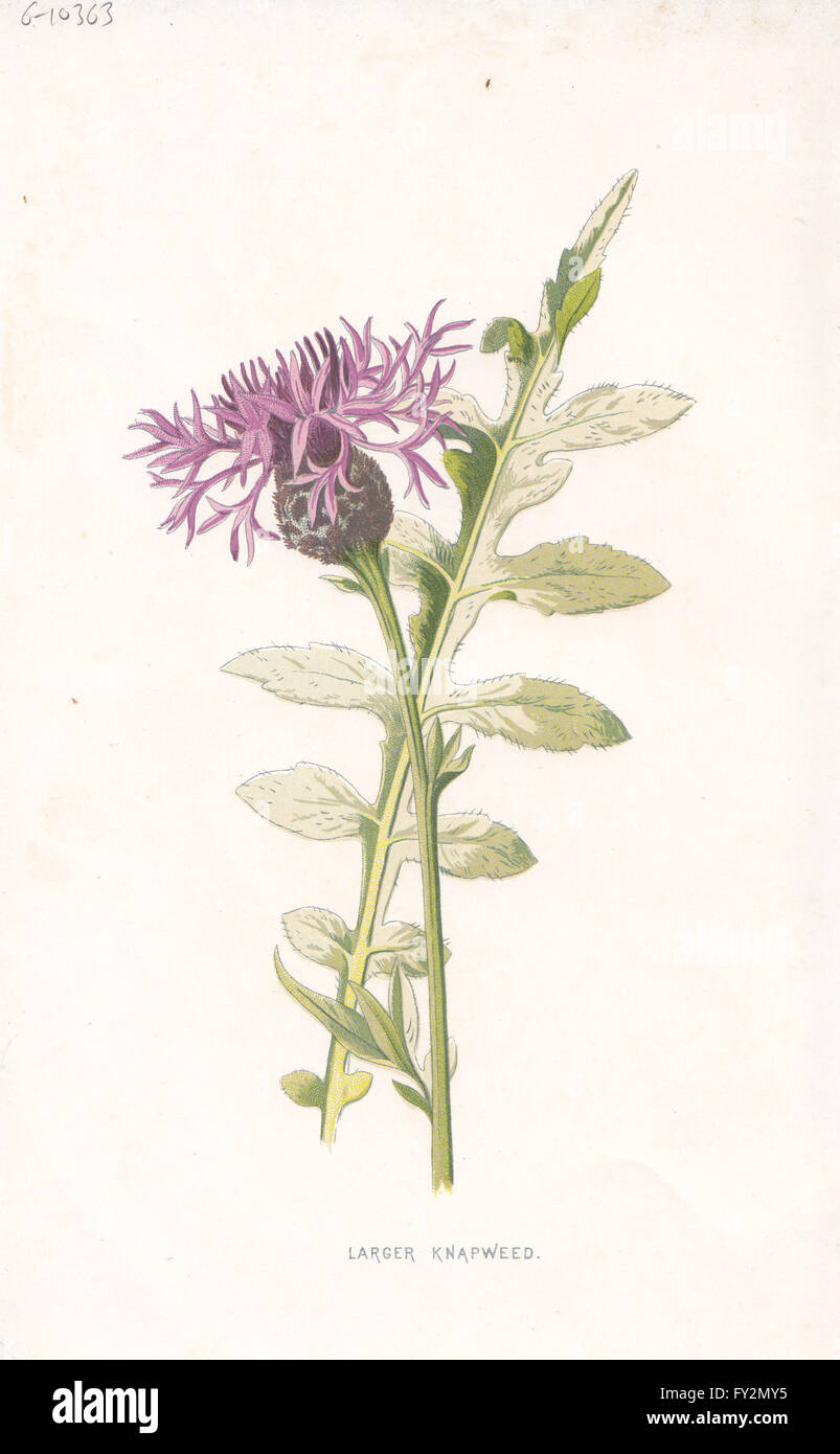 Larger knapweed hi-res stock photography and images - Alamy