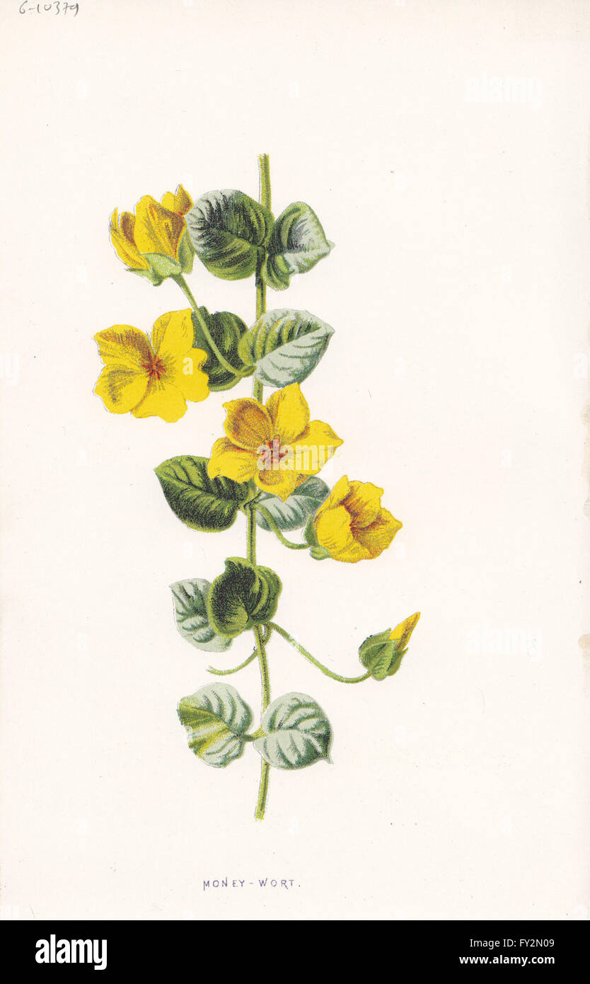 FLOWERS: Moneywort, antique print c1895 Stock Photo