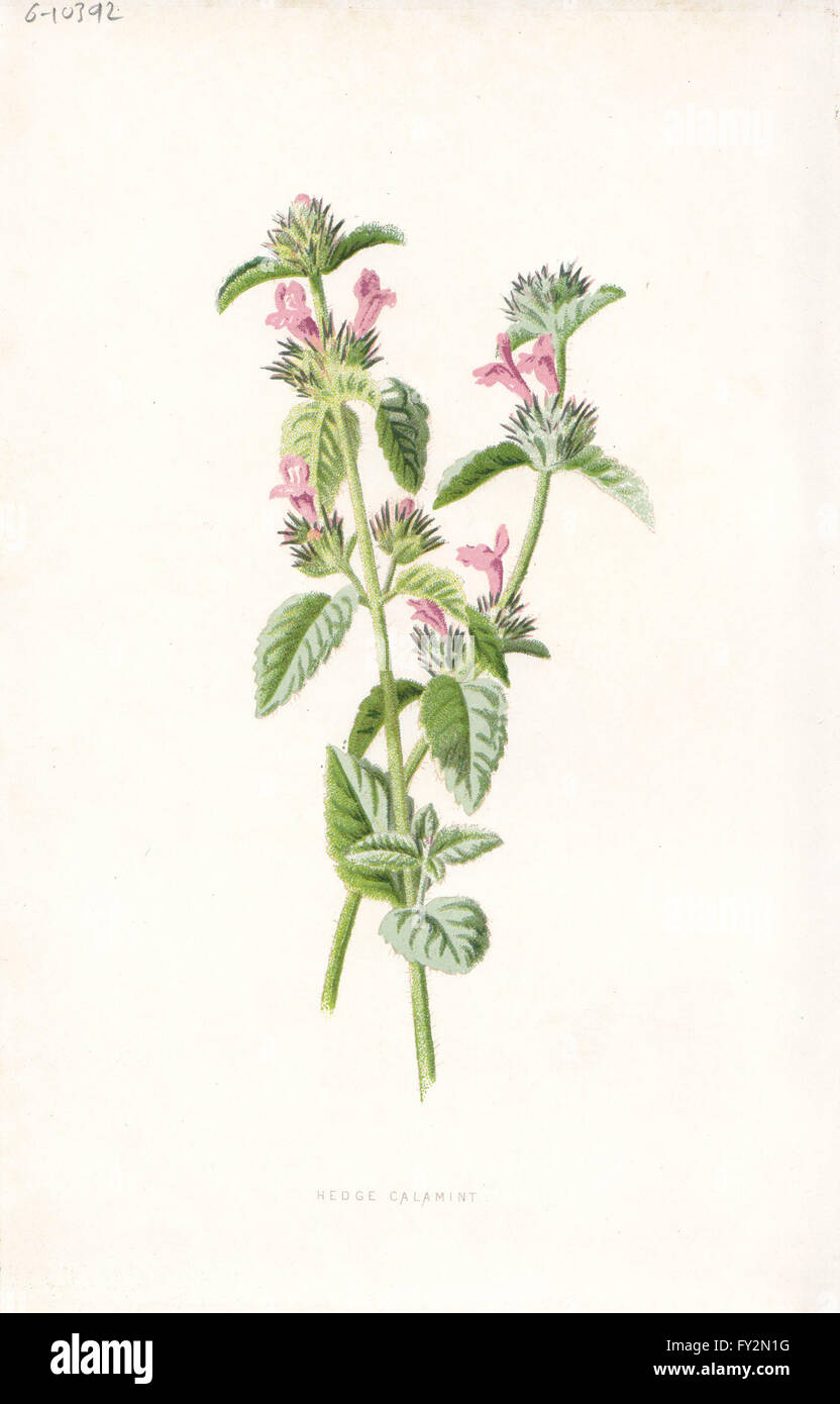 FLOWERS: Hedge Calamint, antique print c1895 Stock Photo