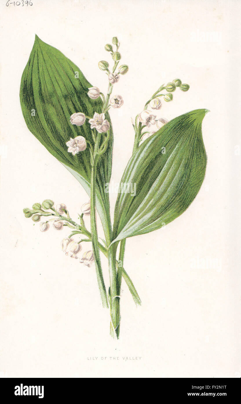 FLOWERS: Lily of The Valley, antique print c1895 Stock Photo - Alamy