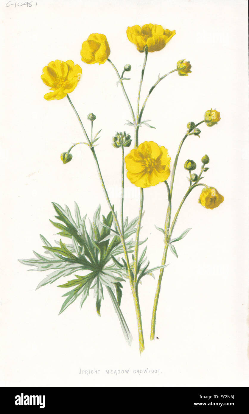 FLOWERS: Upright Meadow Crowfoot, antique print c1895 Stock Photo