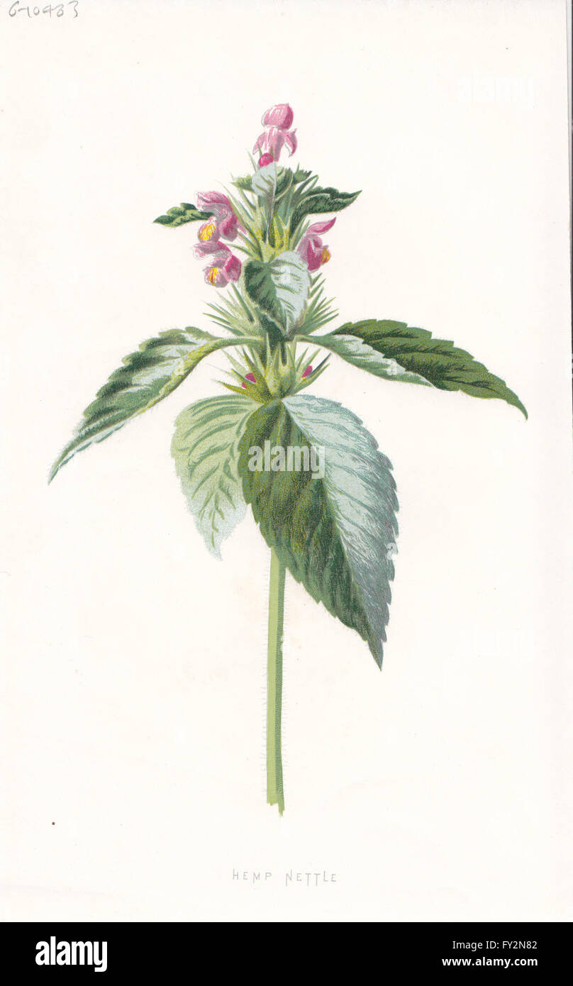FLOWERS: Hemp-Nettle, antique print c1895 Stock Photo