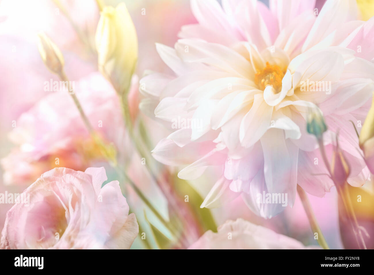 Abstract pink peony flower background Stock Photo