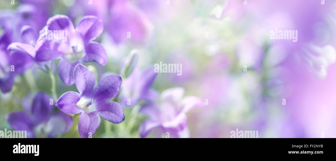 Lilac flowers,Closeup. Stock Photo