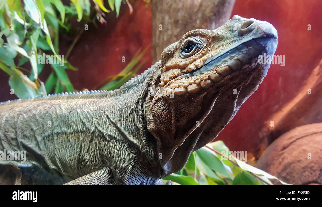 close up view of an Australian Dragon or Lizard Stock Photo