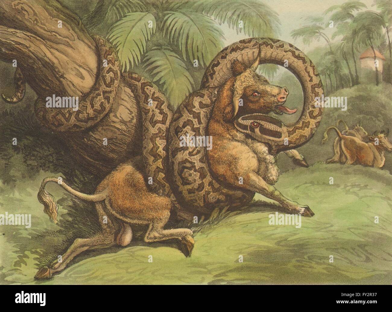 Snake Animal Anaconda Boa