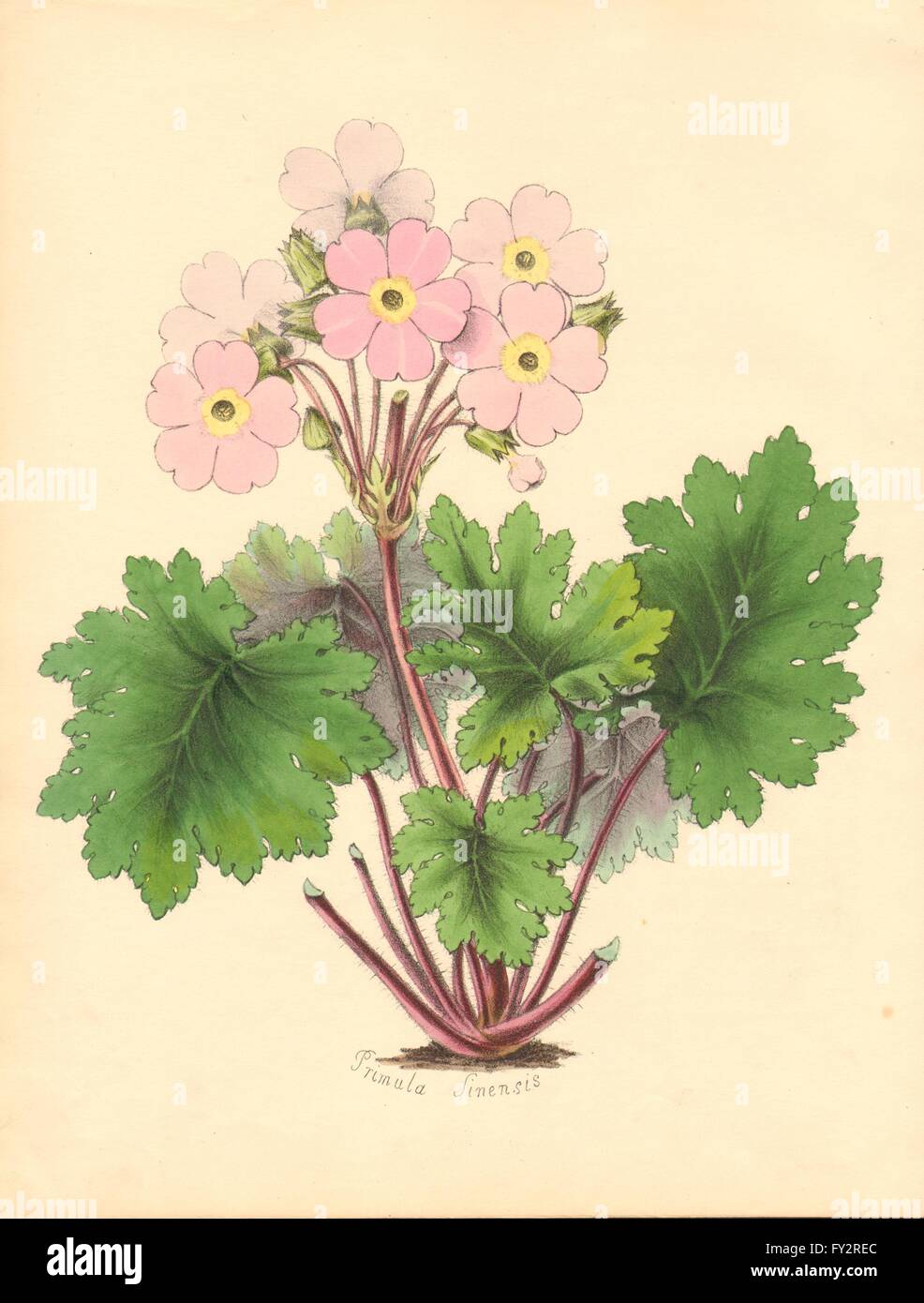 PLANTAE UTILIORES: Chinese Primrose (Primula Sinensis) Hand colour. BURNETT 1842 Stock Photo