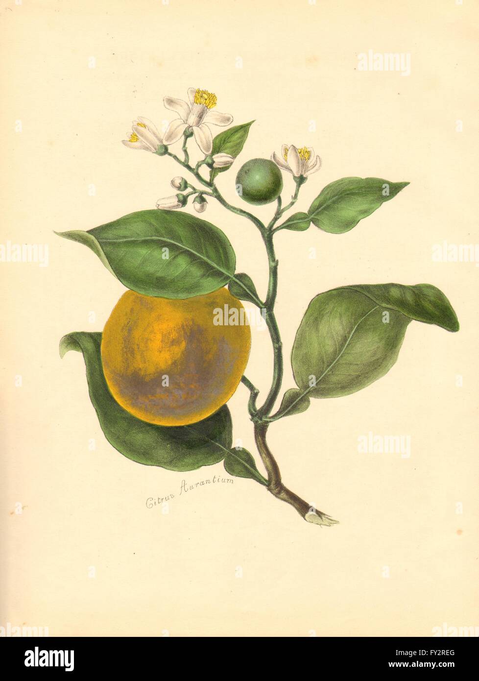 PLANTAE UTILIORES: The sweet Orange (Citrus Aurantium) Hand colour. BURNETT 1842 Stock Photo