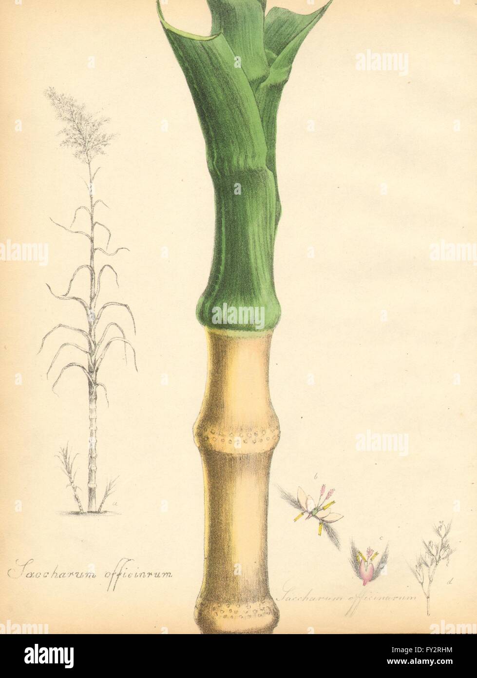 Featured image of post Sugarcane Drawing With Colour Sugar cane cannot be grown on farmland