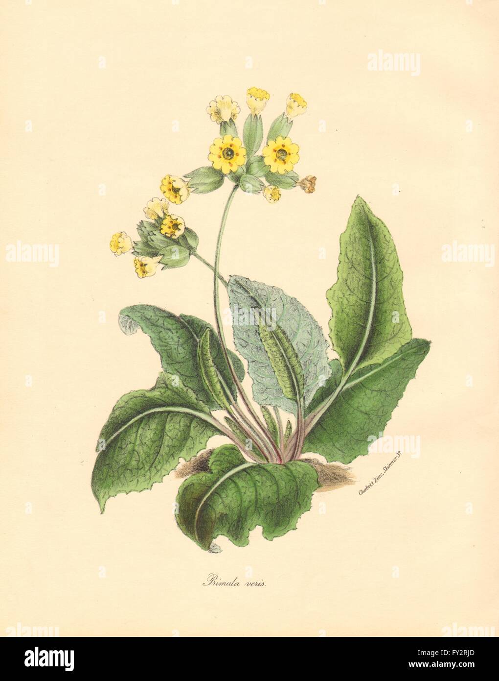 PLANTAE UTILIORES: Common Cowslip (Primula Veris) Hand colour. BURNETT, 1842 Stock Photo