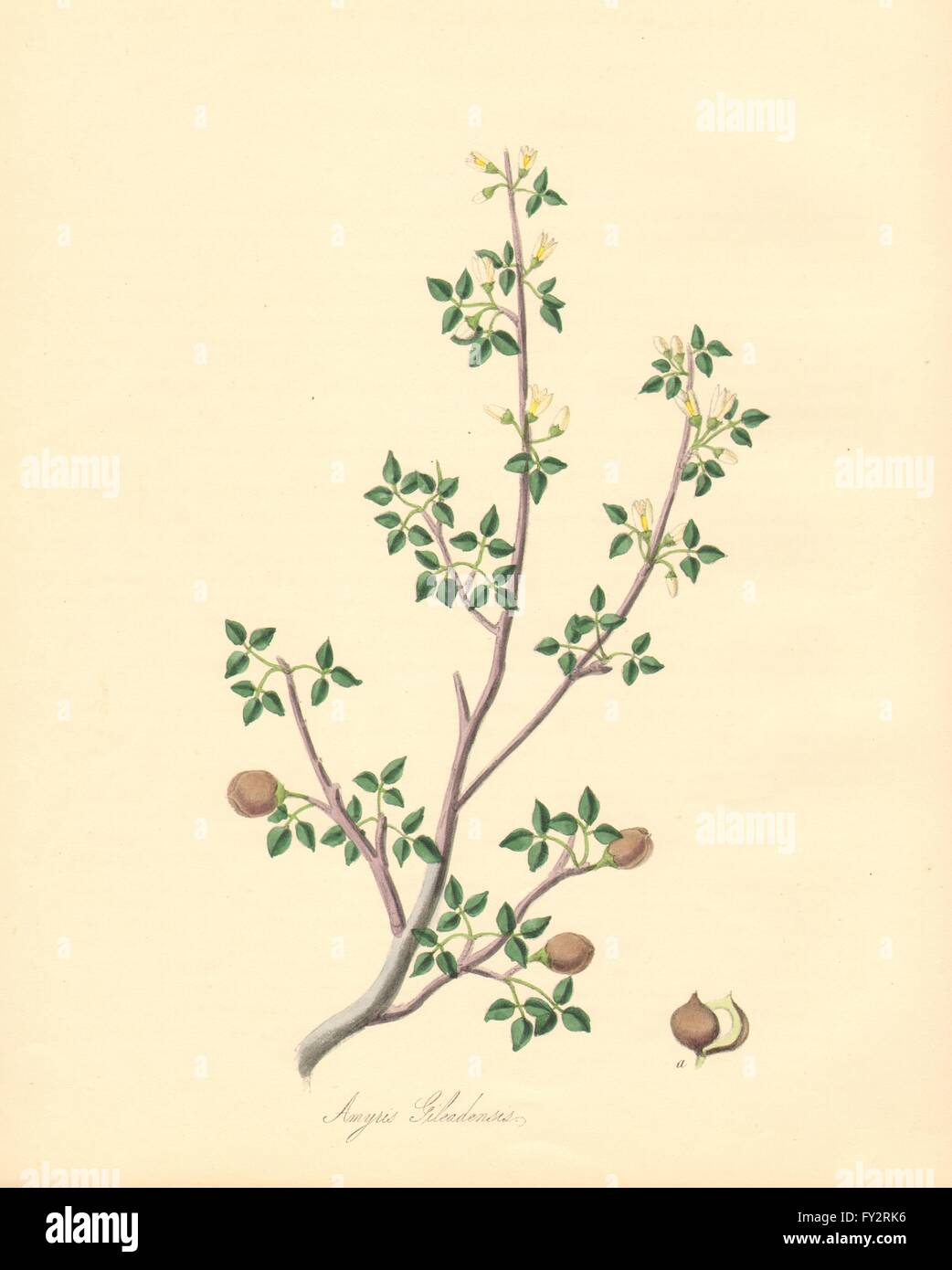 PLANTAE UTILIORES: Balsam of Gilead Tree (Amyris Gileadensis). BURNETT, 1842 Stock Photo