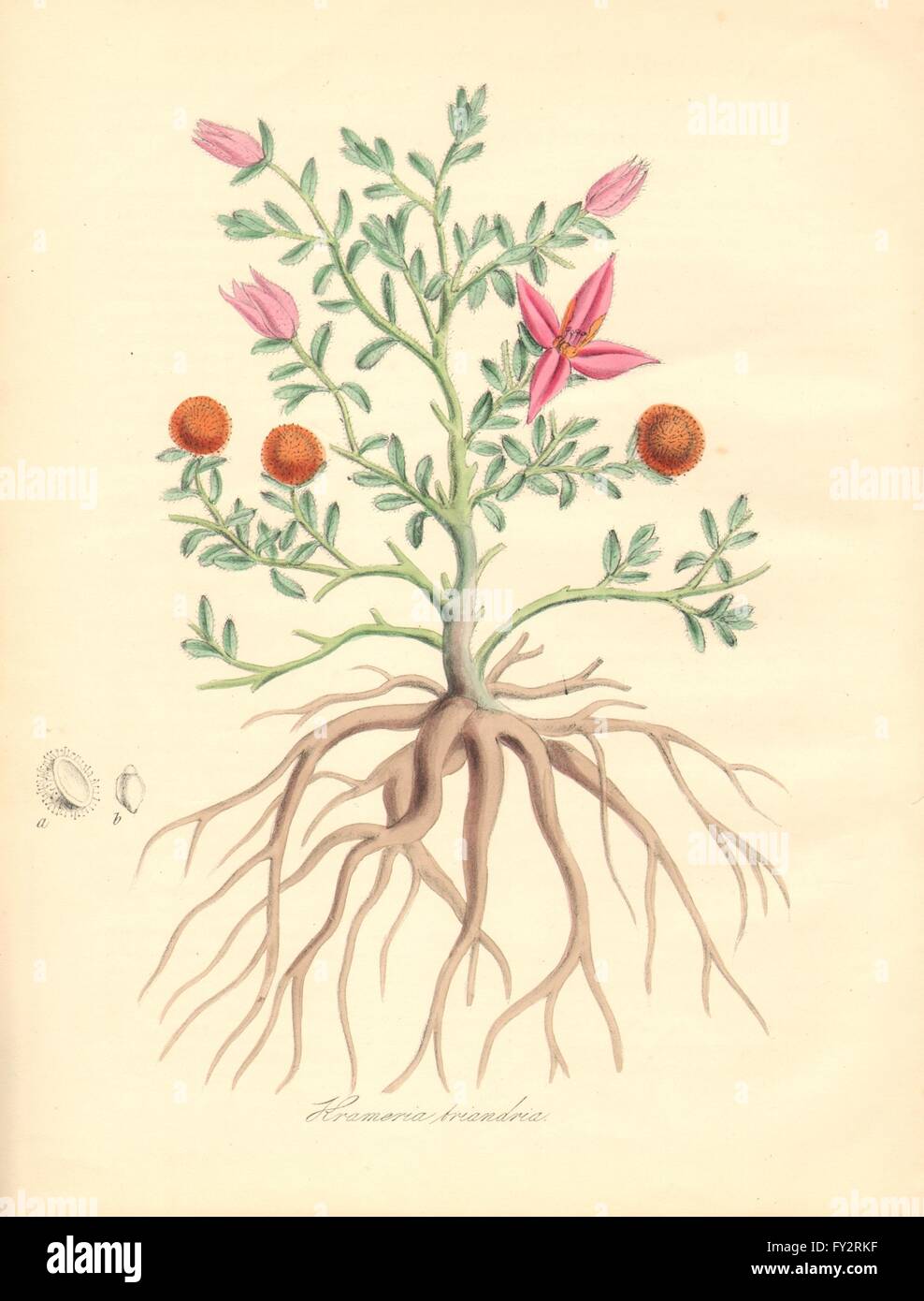 PLANTAE UTILIORES: Peruvian Krameria (Rhatany) (Krameria trindra). BURNETT, 1842 Stock Photo