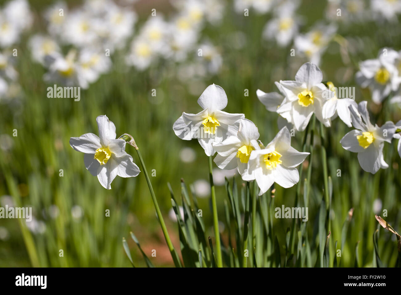 Narcissus 'Seagull' flowers. Stock Photo