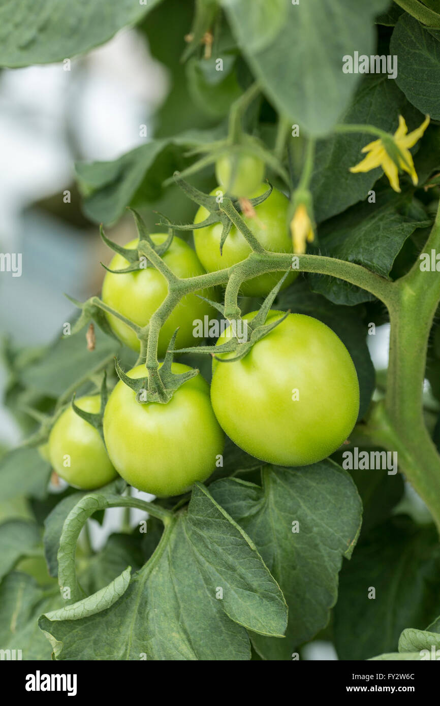 Tomato fruit unripe in a greenhouse Stock Photo