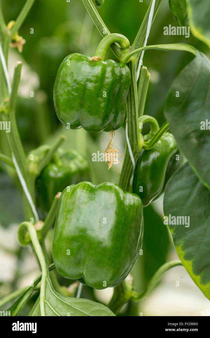 Green pepper blocky type in a green house Stock Photo