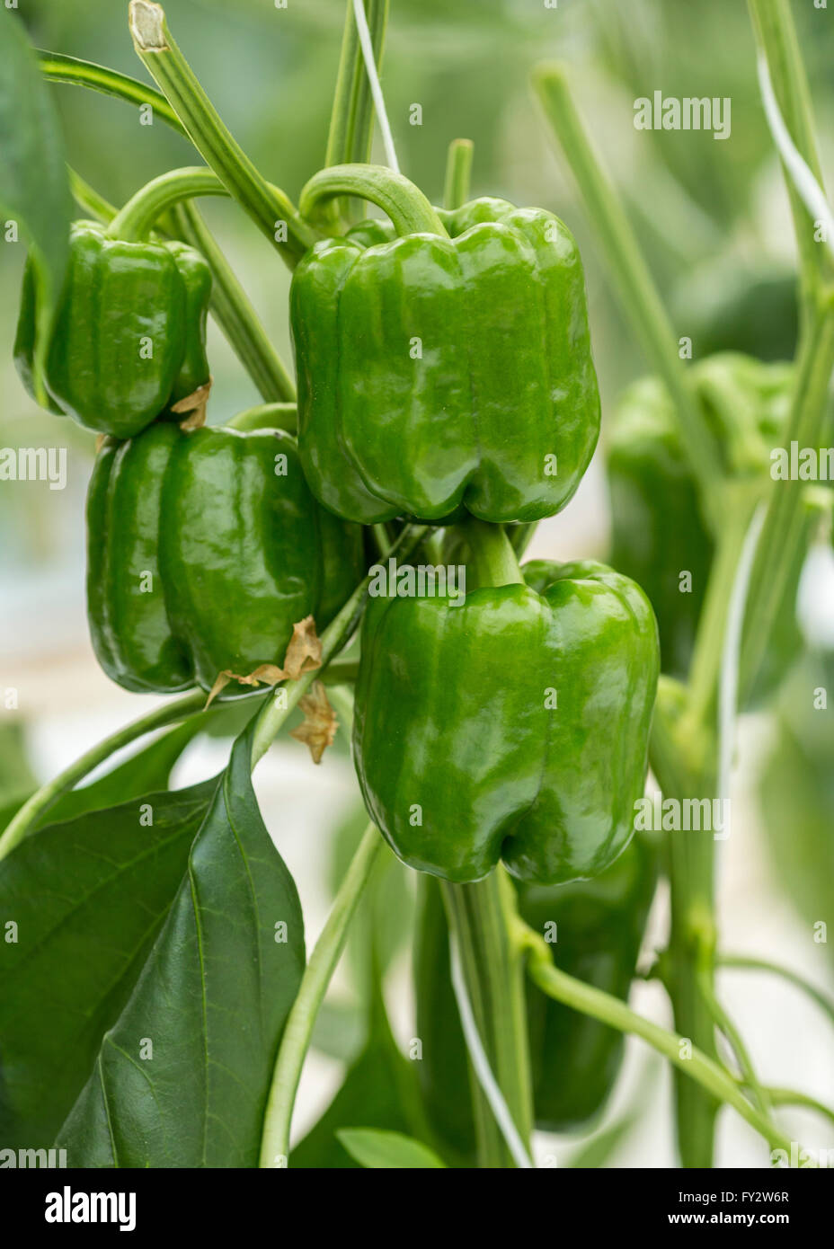 Green pepper blocky type in a green house Stock Photo