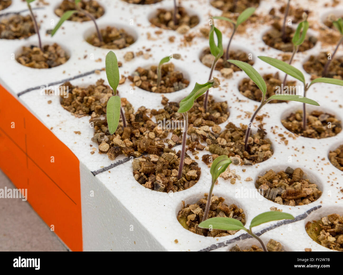 Tomato plant at early stage in an tray Stock Photo