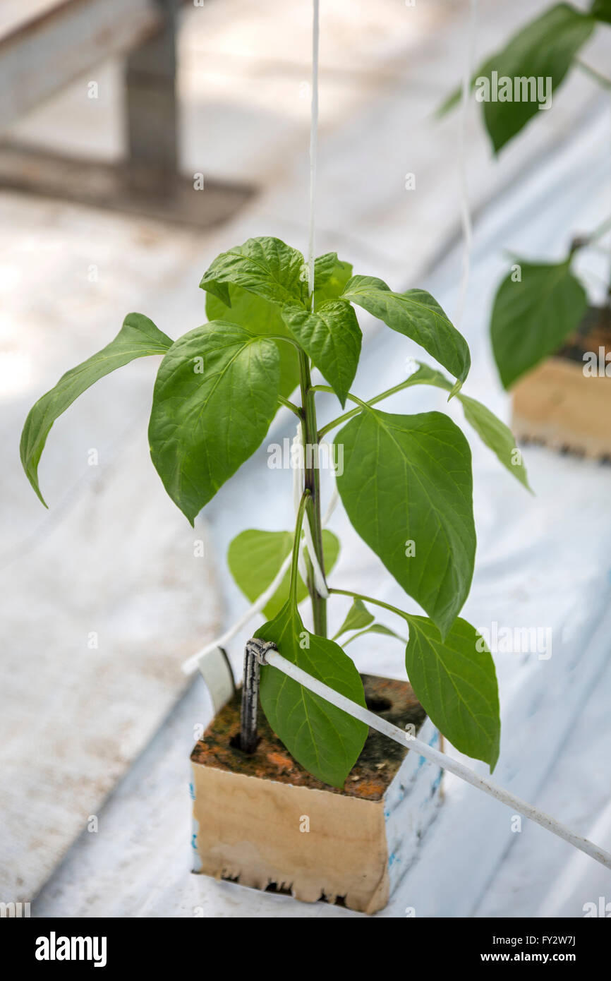 Pepper plant at early stage growing on artificial material in a greenhouse Stock Photo