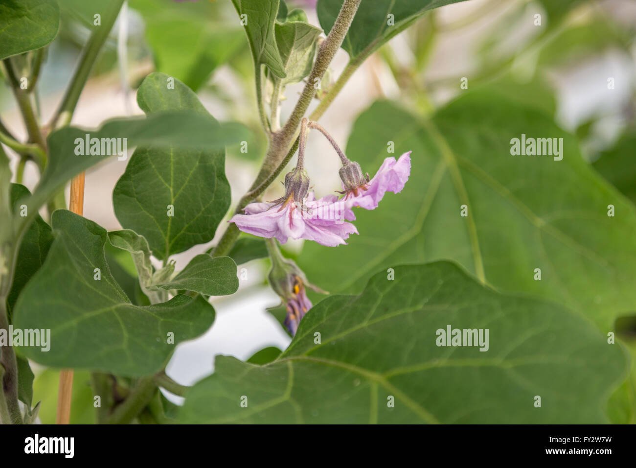 Eggplant flower in a greenhouse Stock Photo