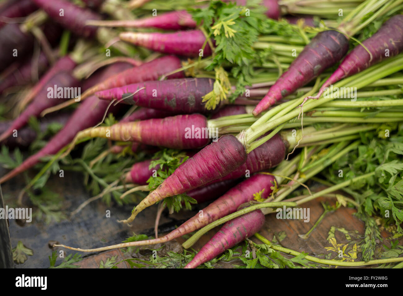 Purple carrot type Chantenay, sugar babe, sugar baby, Stock Photo