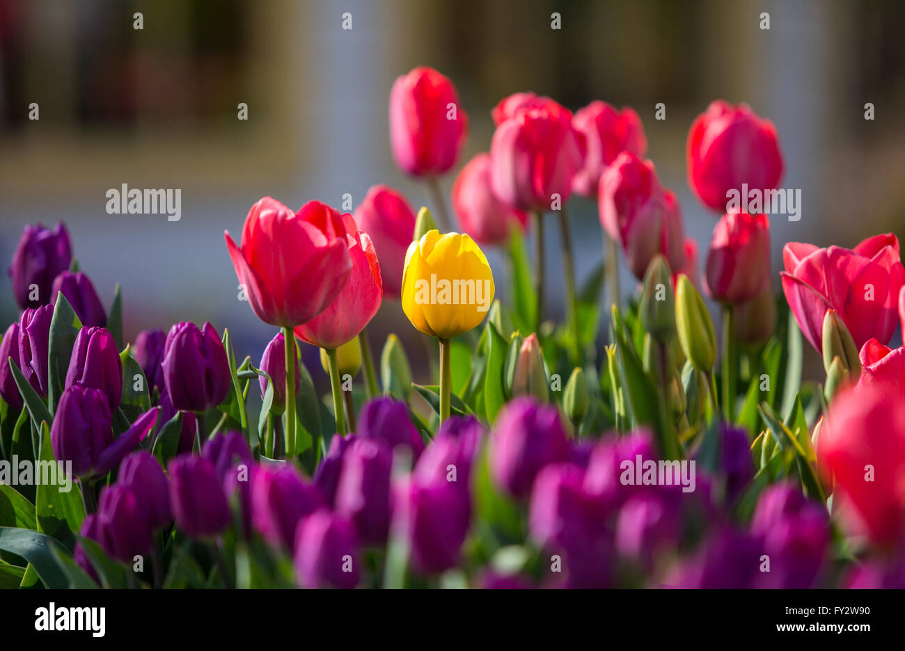 Beautiful tulips of different color Stock Photo Alamy