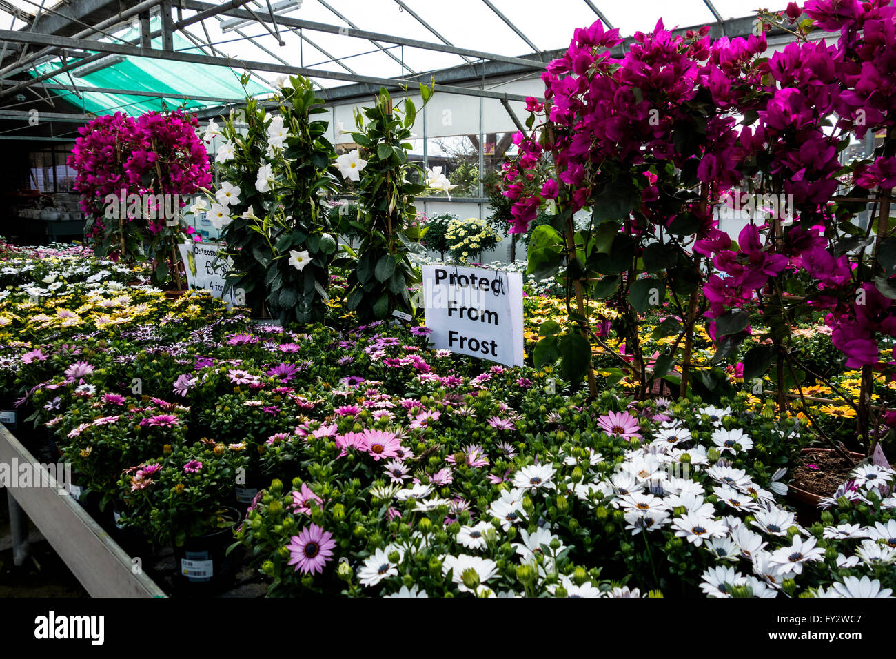 Garden centre in early spring, showing protect from frost signs. Stock Photo