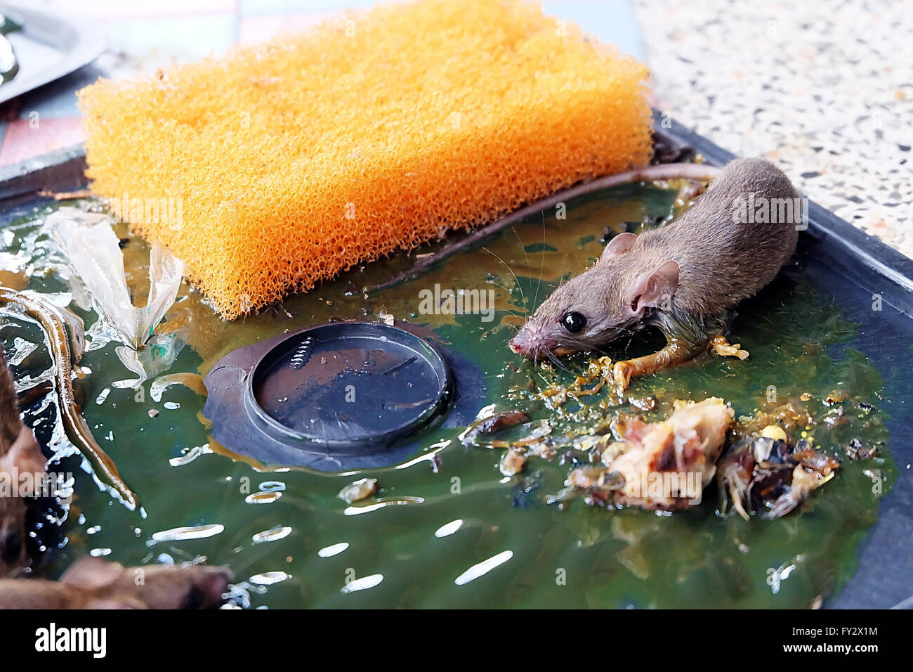 Mouse Traps Glue Rat Glue Trap And A Deceased Mouse Caught In A Mousetrap  Photo Background And Picture For Free Download - Pngtree
