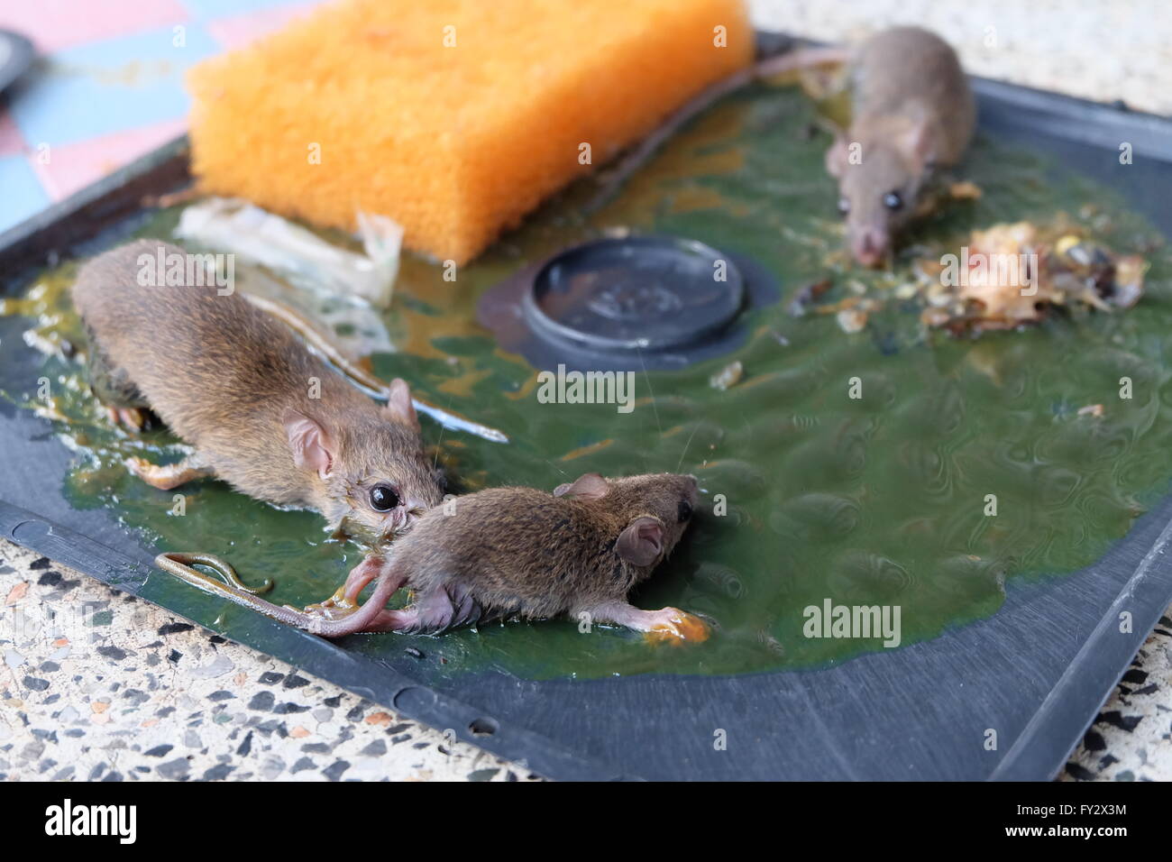 Dead rat caught in exterminator snap mouse trap. Pest and rodent removal  service. Stock Photo