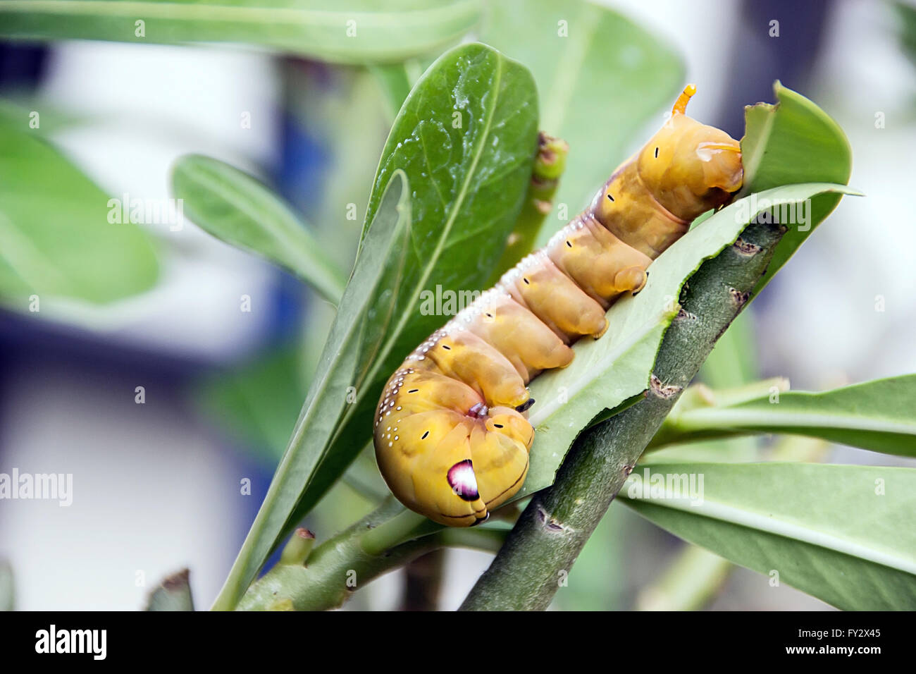 Caterpillars eating leaves hires stock photography and images Alamy
