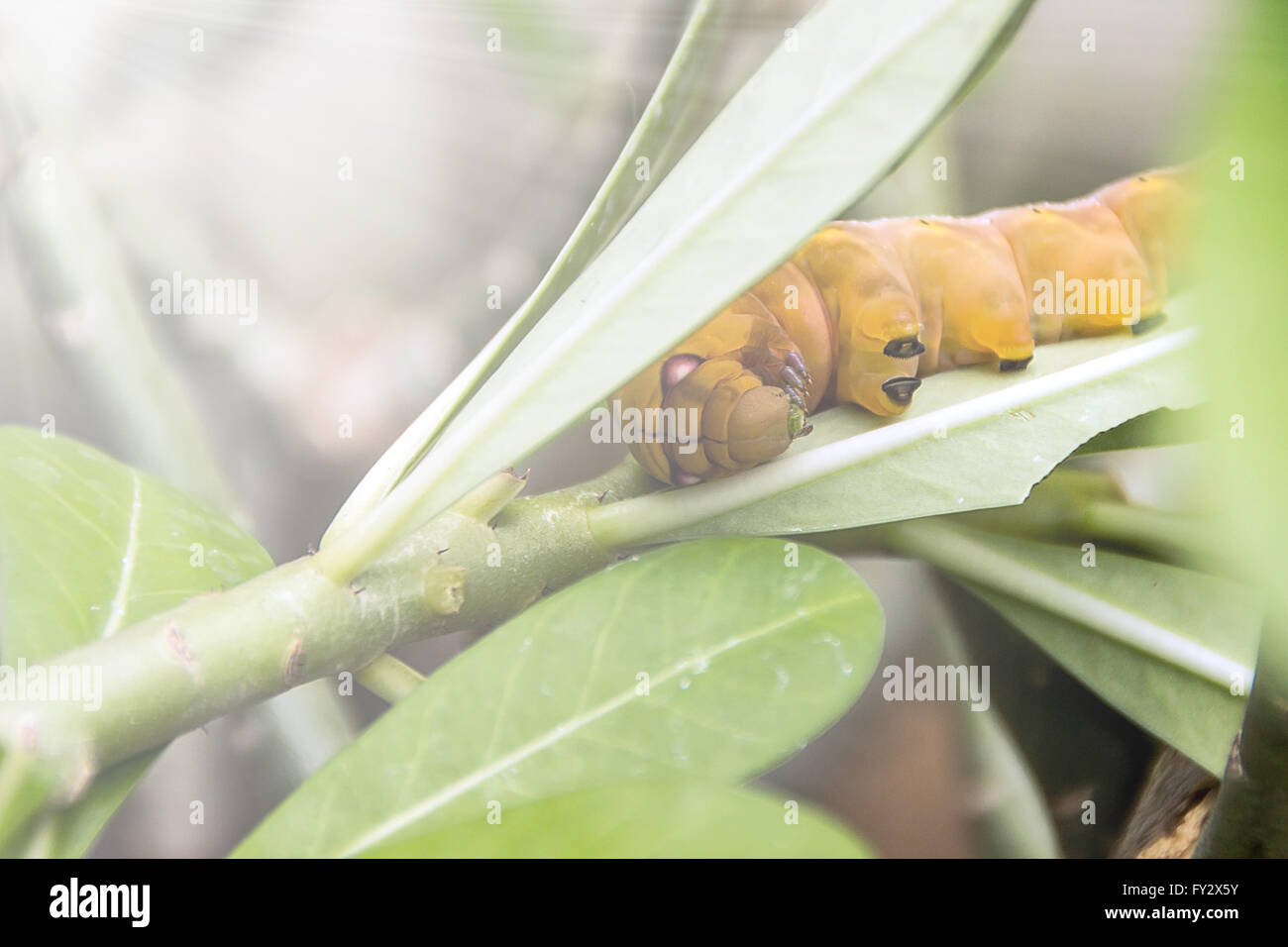 Worm the caterpillars eating azalea leaves and stems of plants Stock