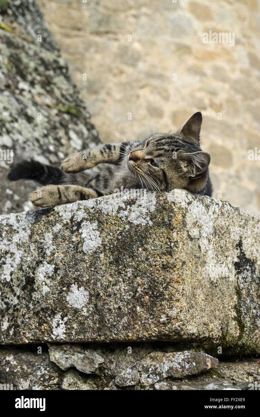 Tabby cat sitting on the ruins of St Jacques Gate Parthenay Stock Photo