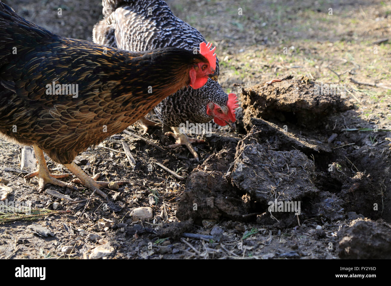 Rhode Rock and Barred Rock pet chickens in garden in Brabourne Lees
