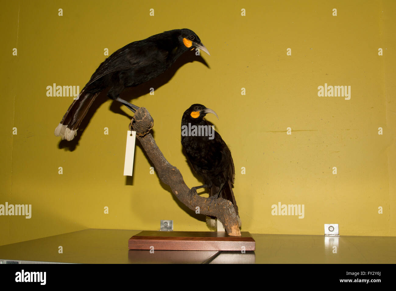 These huias in the basement archives of Te Papa National Museum in Wellington in New Zealand went extinct in the 20th century. Stock Photo
