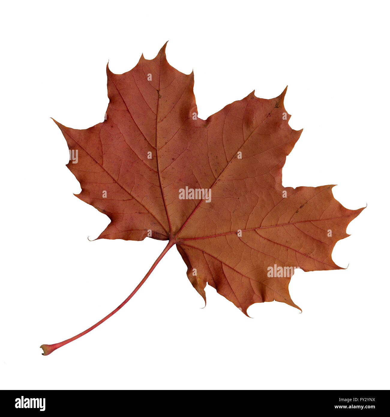 Undersurface of a maple leaf in autumn, Acer platanoides, isolated Stock Photo