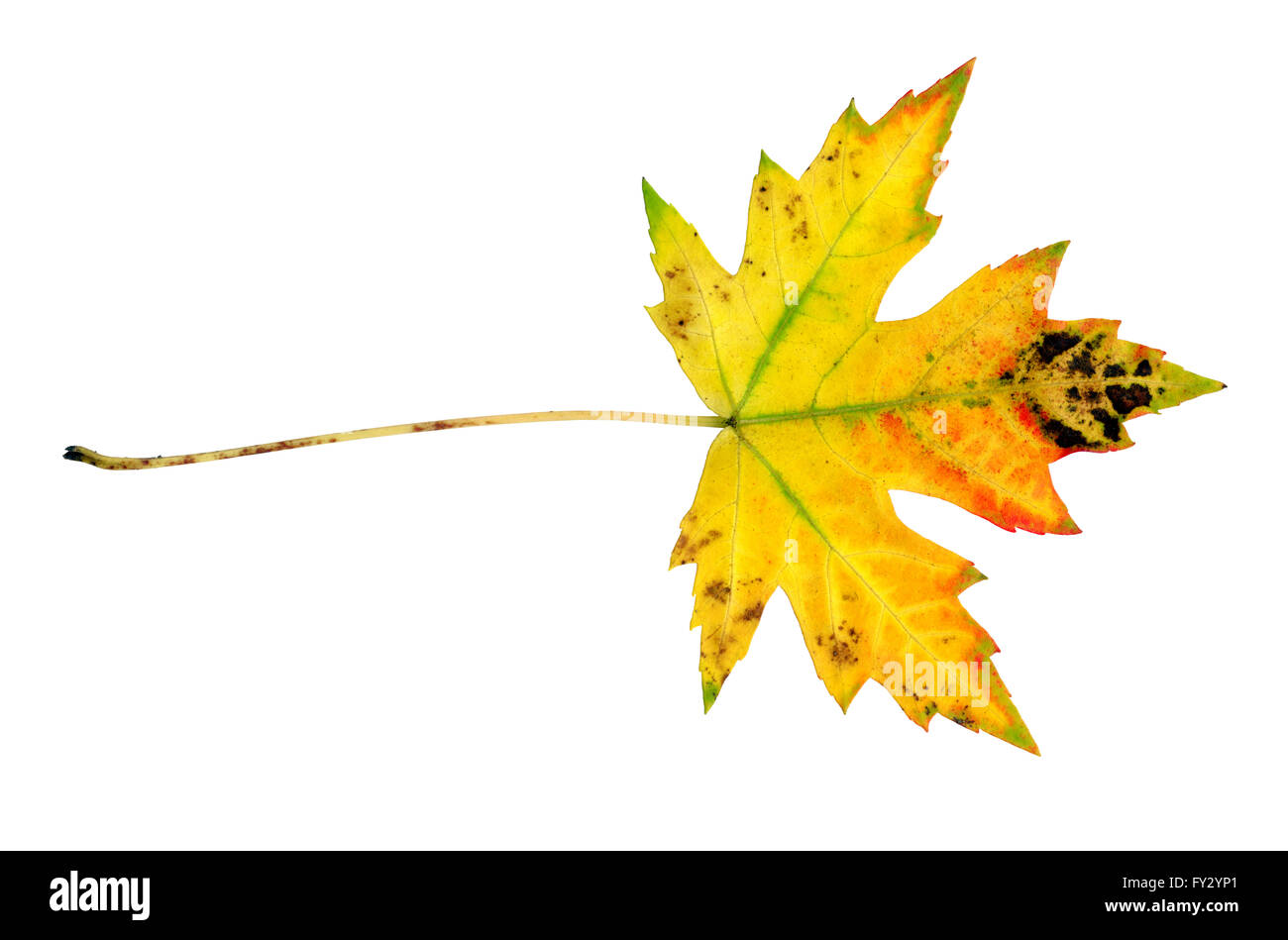 Maple leaf in autumn, Acer platanoides, leaf surface, isolated Stock Photo