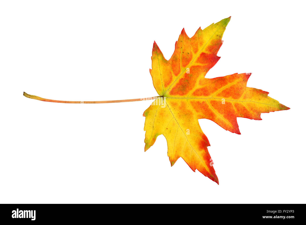 Maple leaf in autumn, Acer platanoides, leaf surface, isolated Stock Photo