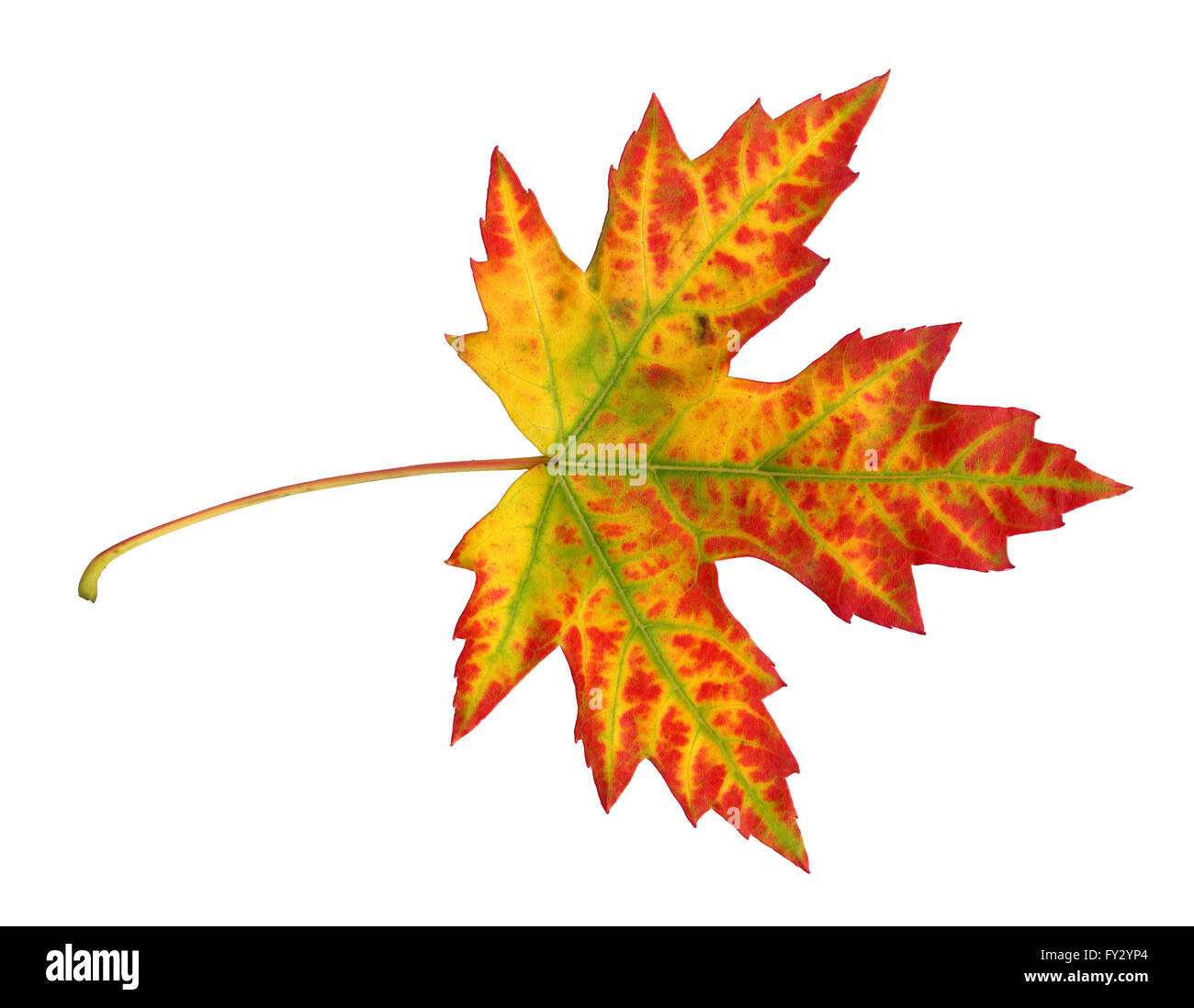 Maple leaf in autumn, Acer platanoides, top side of the leaf surface, isolated Stock Photo