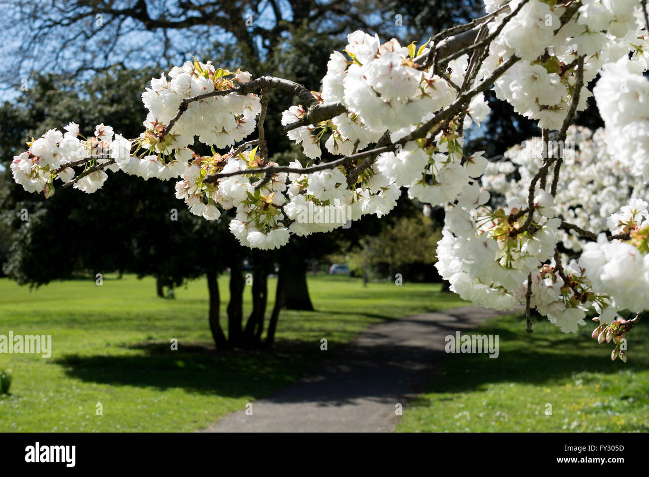 Cherry blossom in spring, Pittville Park, Cheltenham, Gloucestershire, England, UK Stock Photo