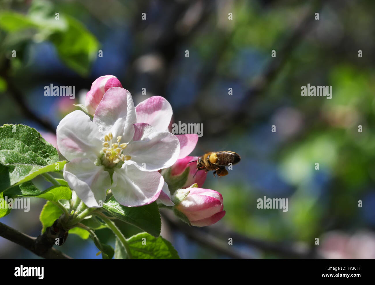 Little branch blossoming apple hi res stock photography and images Alamy Little branch blossoming apple hi res stock photography and images Alamy