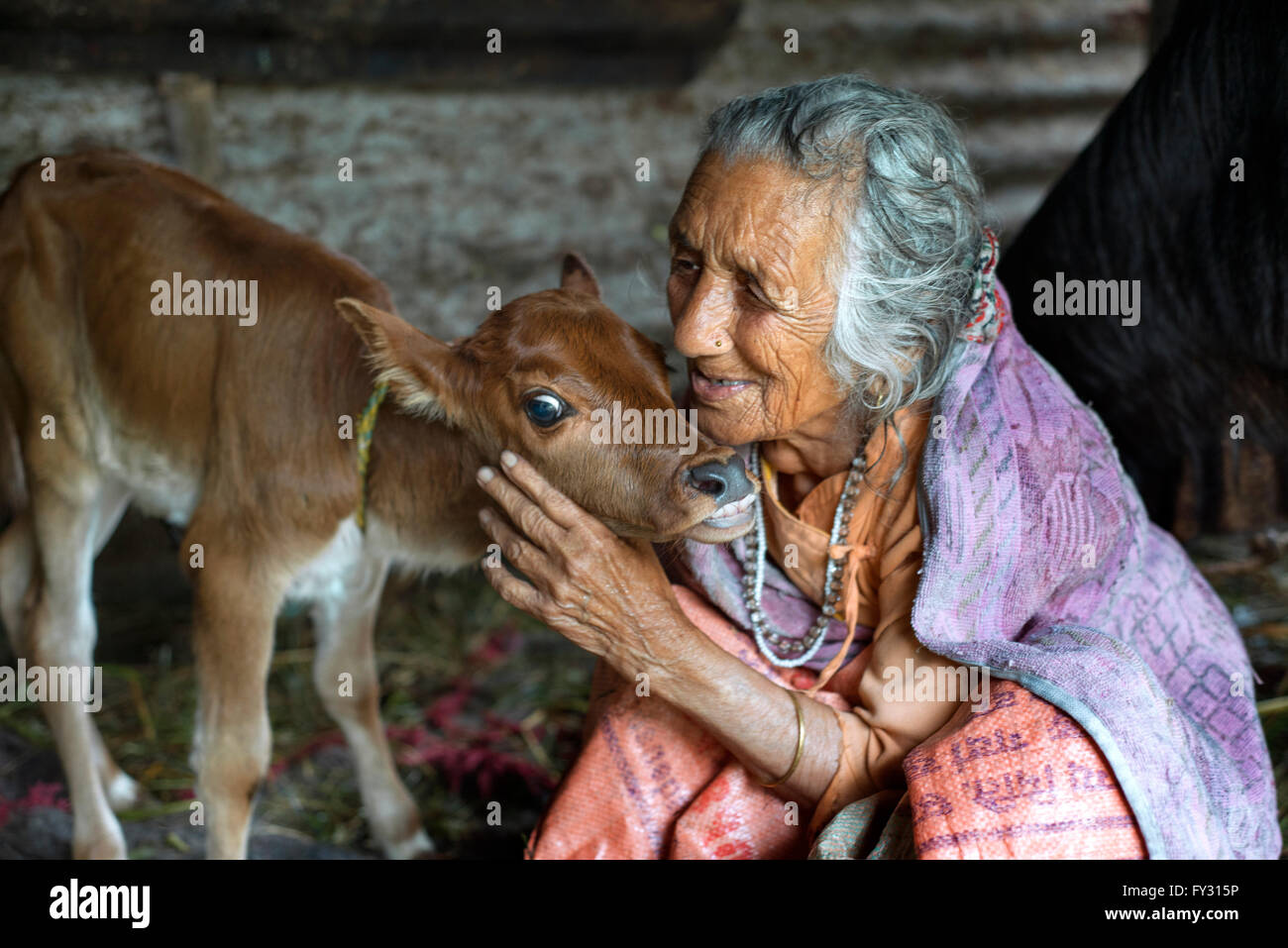 A woman takes care of his herd of cows, at the small village of Bungamati, Nepal Stock Photo