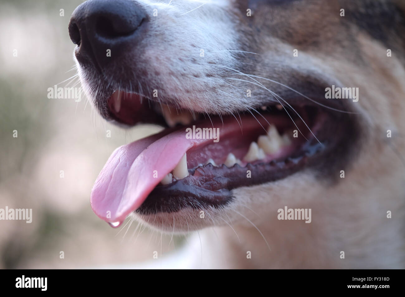 Can Dogs Get Trench Mouth